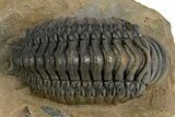 Crotalocephalina Trilobite Fossil - Multi-Toned Coloration #310284-2